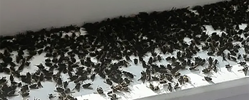 Cluster fly infestation